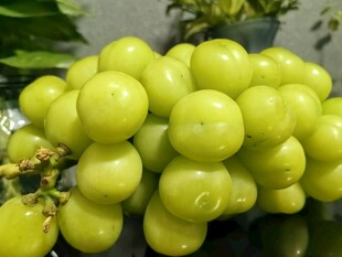 圆润饱满的青葡萄