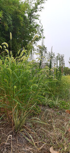 野外丛生的绿色狗尾草植物