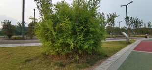路边绿植竹林景观