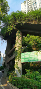 城市中的绿植藤蔓缠绕建筑景观