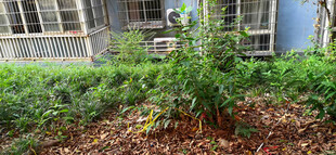 庭院绿植景观