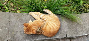 橘猫卧于草地惬意休憩