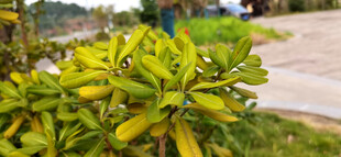 绿叶植物枝叶特写