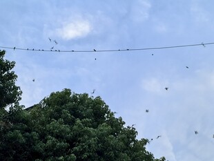 空中电线上的飞鸟与绿树蓝天