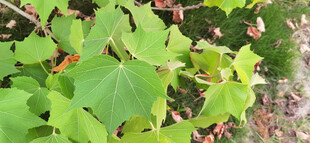 绿叶植物枝时特写
