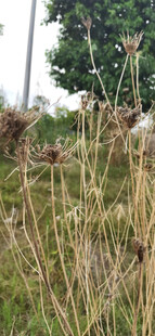 野外丛生枯萎的茂密野草