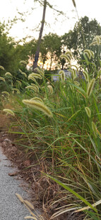 路边繁茂绿植景观