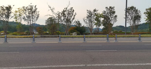 空旷公路边的绿树景观