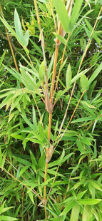 翠绿挺拔的植物枝干