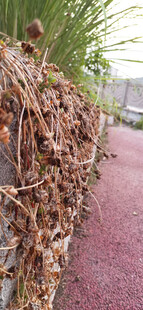 墙边枯萎植物与红砂石路