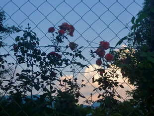 黄昏透过围栏的花卉与天空