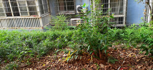 庭院绿植景观一角