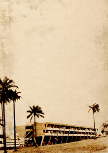 海滨公路旁的棕榈树景观