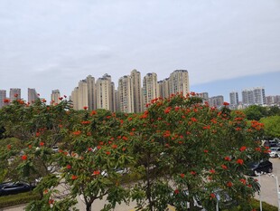 城市高楼与繁花景观