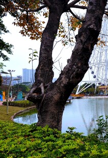 湖畔大树与葱郁绿植景观