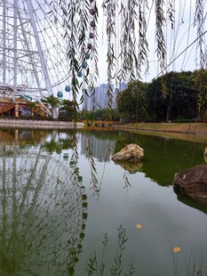 湖畔垂柳映景显静谧