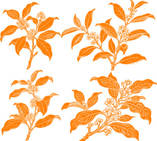桂花矢量线稿插画