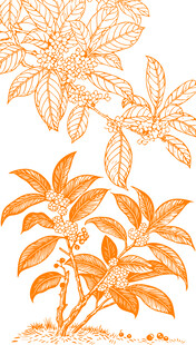 黄色桂花矢量线稿植物插画