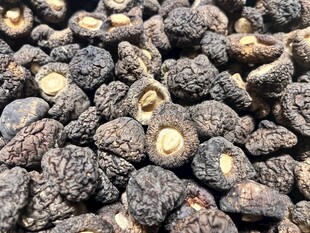 黑面菇