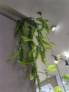室内悬挂的仿真翠绿藤蔓植物