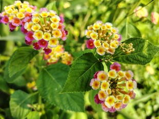 多彩马缨丹花卉特写
