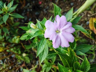 紫色小花绽放绿叶间