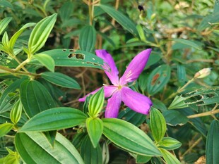 娇艳紫花绽放绿叶间