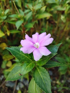 粉色长春花绽放绿叶间