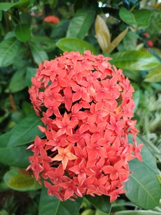 鲜艳红色龙船花绽放