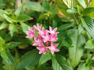 粉色繁星花绽放绿叶间