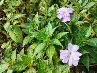 绿叶丛中的淡紫色小花