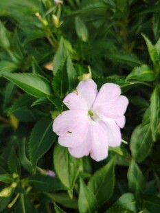 粉色小花绽放绿叶间