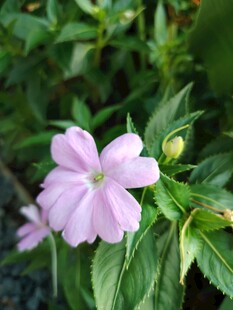 粉色蔓长春花特写