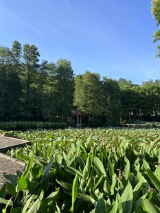 湖畔葱郁绿植景观