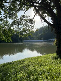 湖畔绿树成荫的静谧景致