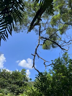 林间树梢望蓝天