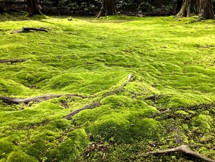 翠绿苔藓覆盖的林间地面
