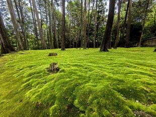 森林中的翠绿苔藓景观