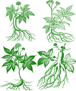 人参线稿矢量图