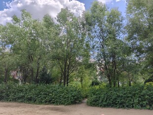 绿意盎然的户外树林景观