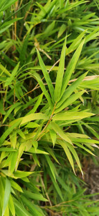 翠绿繁茂的竹叶景观