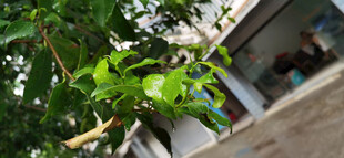 雨中生机勃勃的枝叶