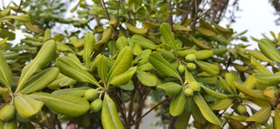 枝叶繁茂的绿植与果实