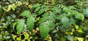 雨中的翠绿繁茂的植物景观