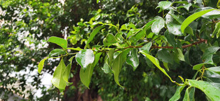 雨中繁茂大树枝叶景观