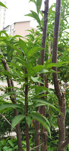 绿叶繁茂的桃树植物景观