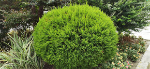 球形绿植清新园林景观