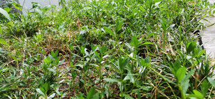 野外繁茂的绿色植物