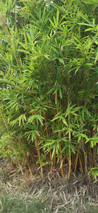 翠绿竹林景象
