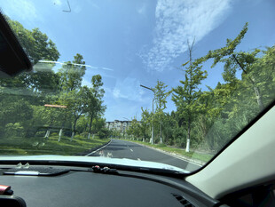 车内视角的道路绿树风景